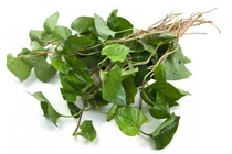 Cây diếp cá chữa trĩ, tắc tia sữa, đau nhức mắt