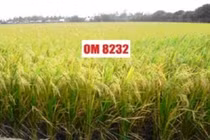 Việt Nam không thiếu giống lúa tiền tỷ