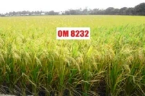 Việt Nam không thiếu giống lúa tiền tỷ