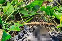 Cà Mau: Vợ khai nhận giết chồng giấu xác dưới ao hơn 4 tháng