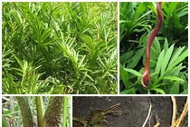 Cây ráy gai trị viêm gan