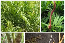 Cây ráy gai trị viêm gan