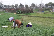 Hà Nội: Nước thải ngập kênh thủy lợi, hoa màu “khát” nước sạch