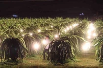 Dùng bóng đèn sản xuất cây trái vụ