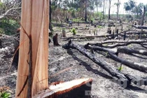 Được giao quản lý hơn 13.000 ha rừng, để mất 9.000 ha