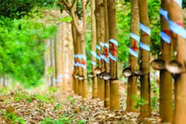 HAGL Agrico bán Cao su Đông Dương cho Thaco