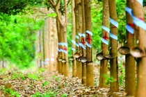 HAGL Agrico bán Cao su Đông Dương cho Thaco