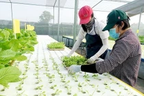 TPHCM nâng tỷ trọng giá trị sản xuất nông nghiệp công nghệ cao. Ảnh minh họa: Canh tác rau thủy canh theo hướng công nghệ cao ở Hóc Môn.
