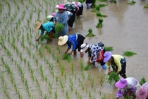 Trung Quốc đẩy nhanh cây trồng chỉnh sửa gene