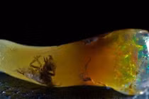 Hóa thạch trong đá quý