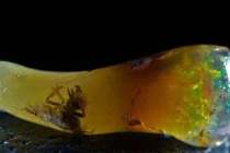 Hóa thạch trong đá quý