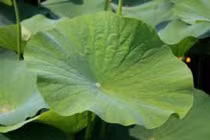 Trà từ lá sen, cam thảo và hoa cúc