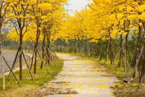 Hà Nội: Đường hoa phong linh dừng đón khách