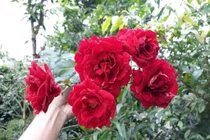 Cách phân biệt các giống hoa hồng