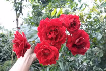 Cách phân biệt các giống hoa hồng