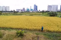 Chuyển mục đích sử dụng hơn 100ha đất trồng lúa làm các khu đô thị