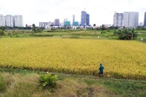 Chuyển mục đích sử dụng hơn 100ha đất trồng lúa làm các khu đô thị