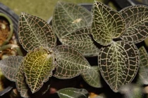 Cây thuốc là tài nguyên phải lưu giữ