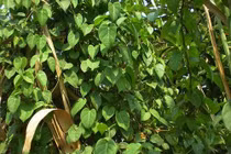 Lá giang chữa viêm, sỏi tiết niệu