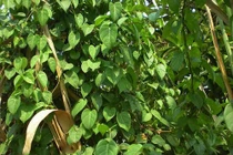 Lá giang chữa viêm, sỏi tiết niệu