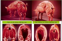 Phạt nặng sử dụng chất cấm trong chăn nuôi