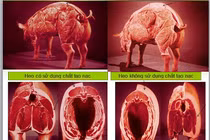 Phạt nặng sử dụng chất cấm trong chăn nuôi