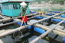 Nuôi trồng thủy sản tháng 7/2020 gặp nhiều khó khăn