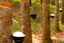 Cao su Việt Nam lãi trước thuế gần 5 nghìn tỷ đồng trong năm 2020