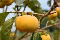 Nhận biết hồng Trung Quốc