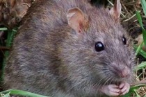 Loài chuột có nhiều điểm giống người