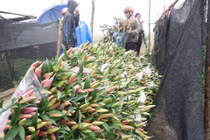 Hoa sau khi thu hoạch vẫn hô hấp