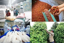 Nông, lâm, thủy sản xuất siêu 7,9 tỷ USD trong 10 tháng qua