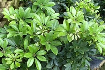  Cây cảnh chữa bệnh