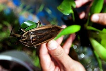 Cà cuống là con gì?