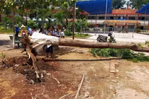 Cây phượng đổ trong sân trường tiểu học ở Bình Dương