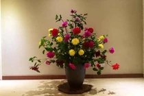 Làm đẹp nhà bằng hoa thược dược