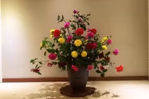 Làm đẹp nhà bằng hoa thược dược