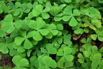 Cỏ bợ tốt chữa sỏi thận