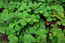 Cỏ bợ tốt chữa sỏi thận