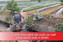 Cận cảnh công nghệ sản xuất rau tưới bằng nguồn nước ô nhiễm