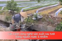 Cận cảnh công nghệ sản xuất rau tưới bằng nguồn nước ô nhiễm