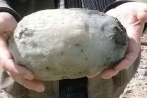 Vì sao long diên hương đắt hơn vàng?