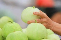 Dưa lê giúp hạ huyết áp