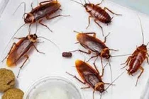 Càng xịt thuốc diệt càng nhiều gián