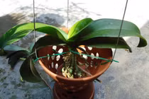 Cách chăm sóc lan hồ điệp trồng trong nhà