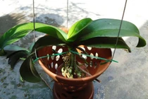 Cách chăm sóc lan hồ điệp trồng trong nhà