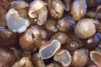 Tác hại của khai thác hải sâm dừa