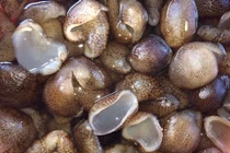 Tác hại của khai thác hải sâm dừa