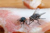 Tránh ruồi tụ tập khu vực bếp ăn