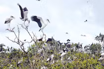 Vườn Quốc gia Tràm Chim: Muôn loài chim cùng tụ họp